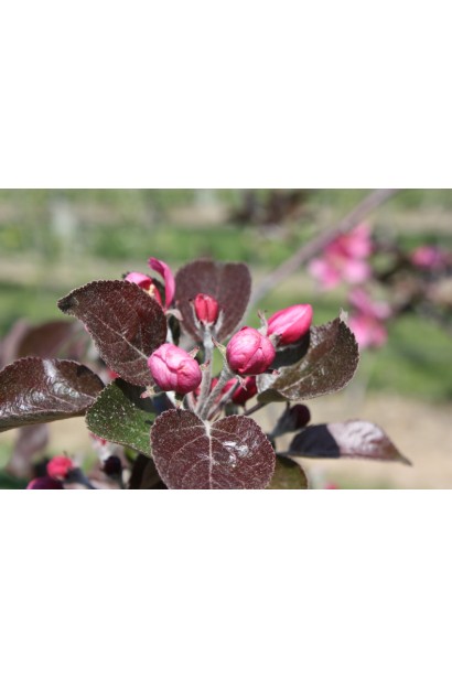 Malus domestica Redlove Odysso